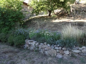 east garden asters