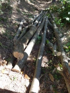 logs forest