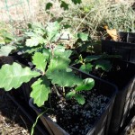 new oak seedlings