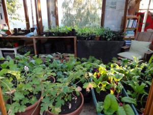 potting shed plants sept