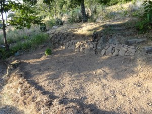 shade garden cleared