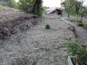 shade garden fully mulched