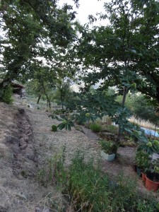 view of shade garden