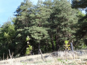 watering oaks