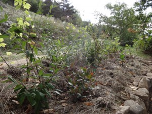 hedge planting bulbs