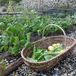 october harvest