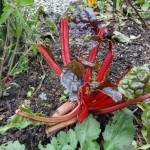 chewed chard