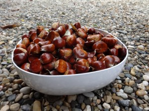 first chestnut harvest
