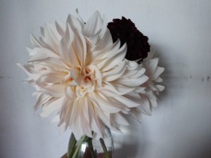 mad dahlia 1