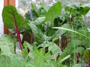 potting shed chard