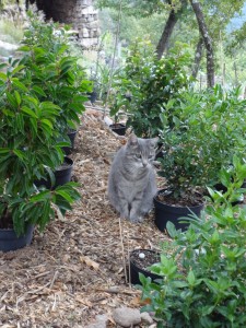 shrub planting supervisor