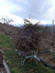 wheelbarrow o weeds