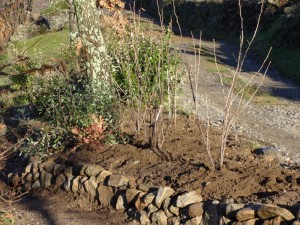 black currants planted