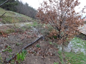 flooded walnut path