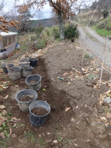 soil from hedge area