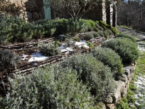 lavender pruned