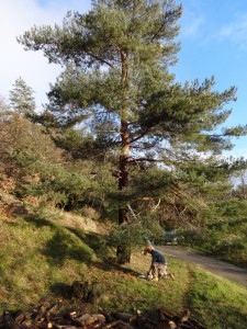 pine pruning