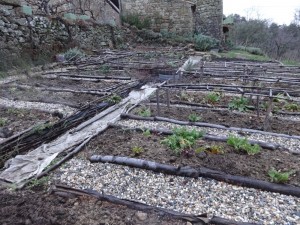 cleared beds