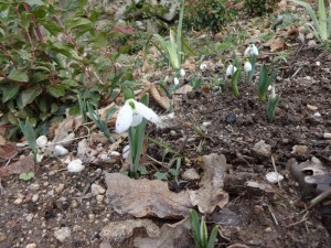 first snow drops