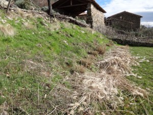 miscanthus cut