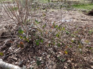 moving black berries