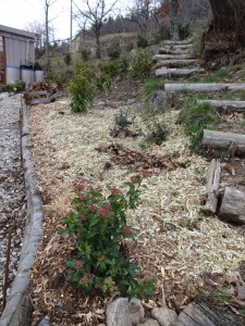 mulch on shade garden