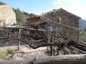 pruning grapes