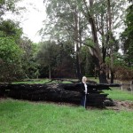 Jan fallen tree