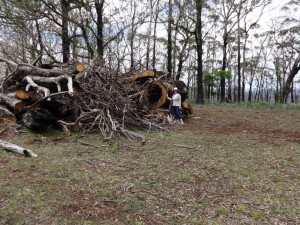 Lindy fallen tree