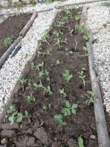 broad beans planted
