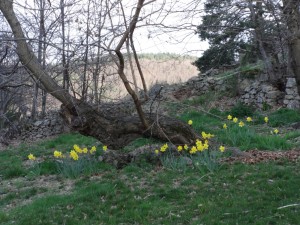 daffs at duckpond