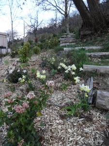 daffs in shade garden