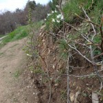 hornbeam hedge burstiing