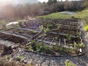 mulched potager