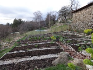 mulched potager