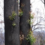 regrowth eucalypts