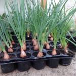 shallots sprouting