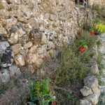 weeded strawberry bed