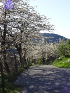 cherries and new road