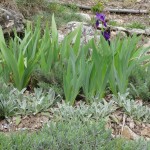 iris in courtyard
