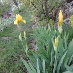 mad yellow irises