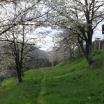 mowing the lower terrace