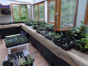 plants potting shed