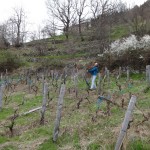 pruned vineyard