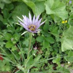 salsify flower