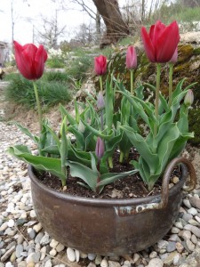 tulips in copper
