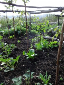 weeding under rapsberries