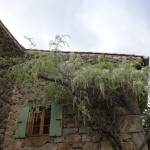 wisteria just out