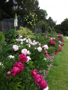 peony border