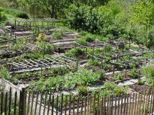 potager 1st may